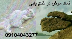 نماد موش در گنج یابی