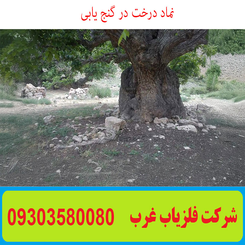 نماد درخت در گنج یابی